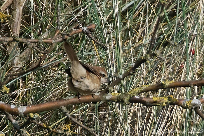 Brown Shrike