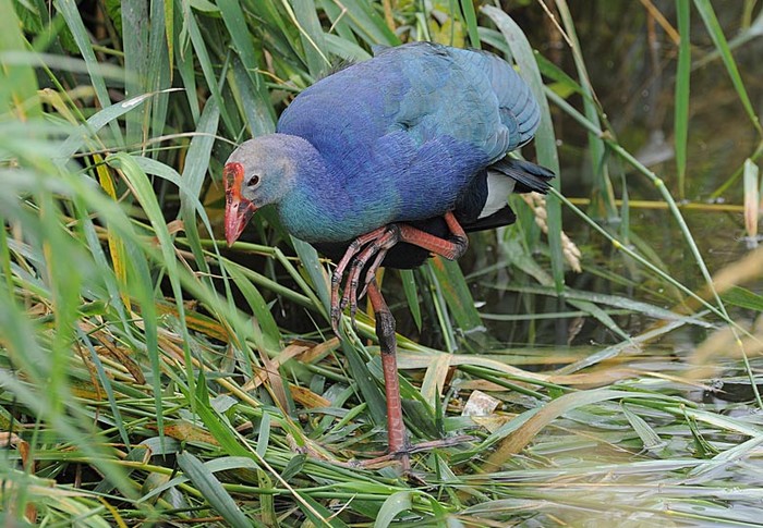 Purple Gallinule