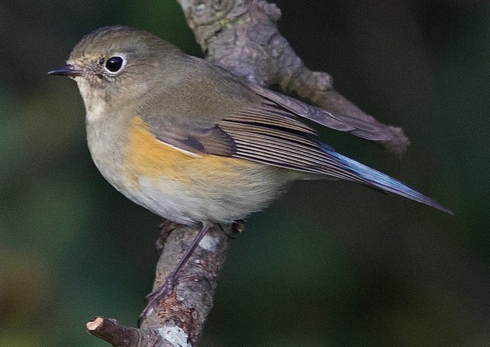 Red-flanked Bluetail