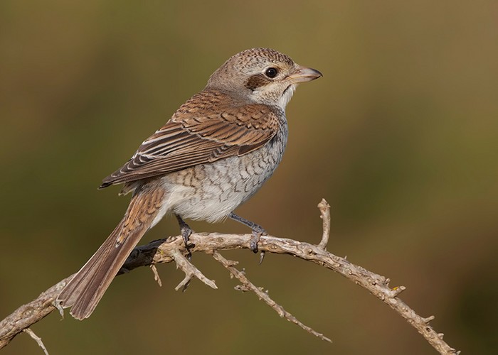 Red-backed Shrike