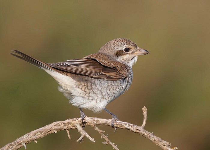 Red-backed Shrike