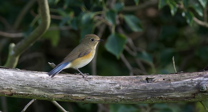 Red-flanked Bluetail