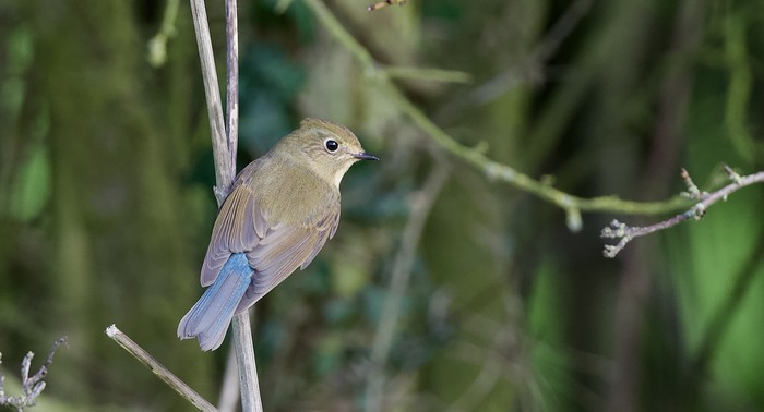 Red-flanked Bluetail
