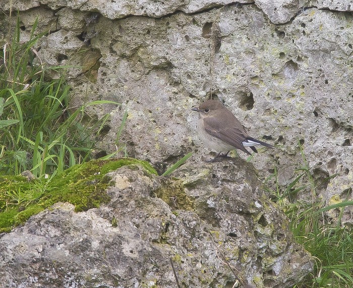 Taiga Flycatcher