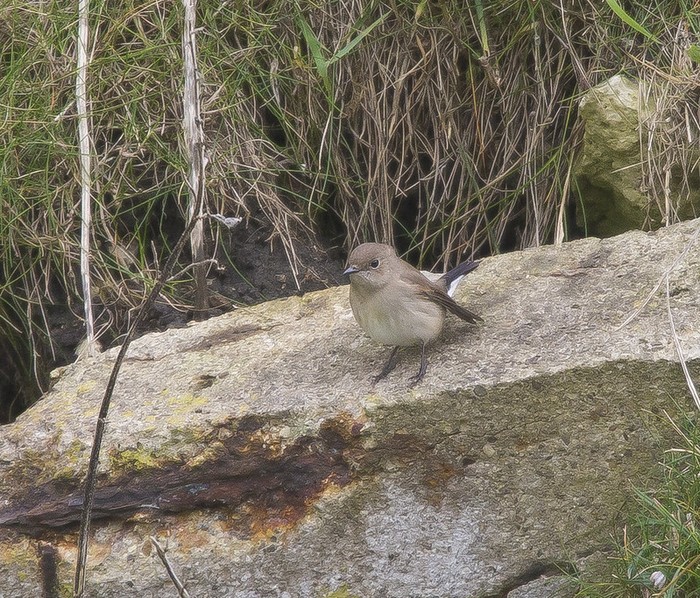 Taiga Flycatcher