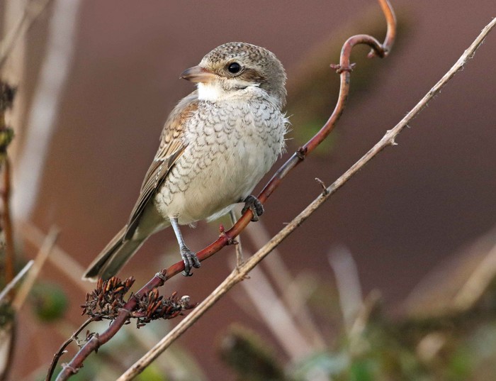 Red-backed Shrike