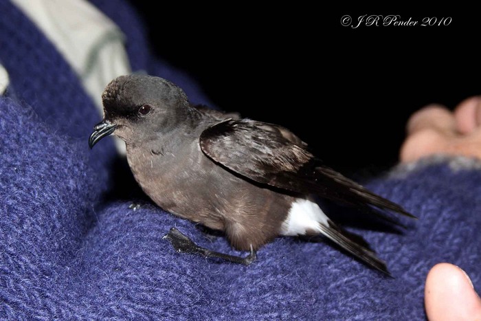 Storm Petrel