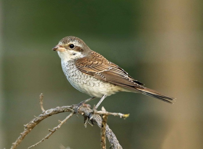 Red-backed Shrike
