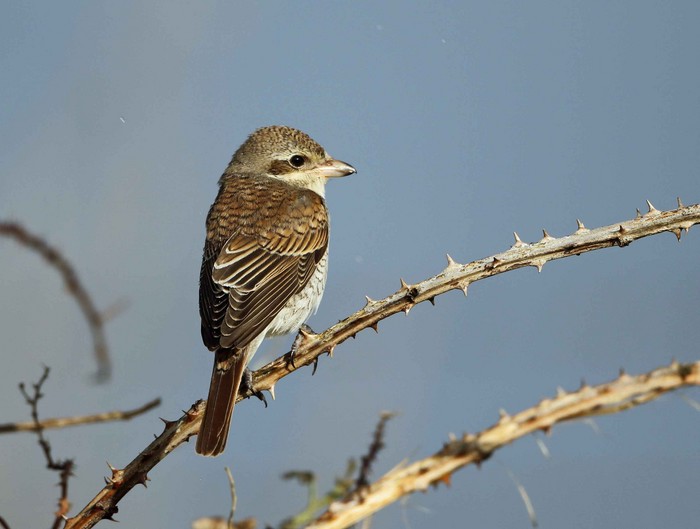 Red-backed Shrike