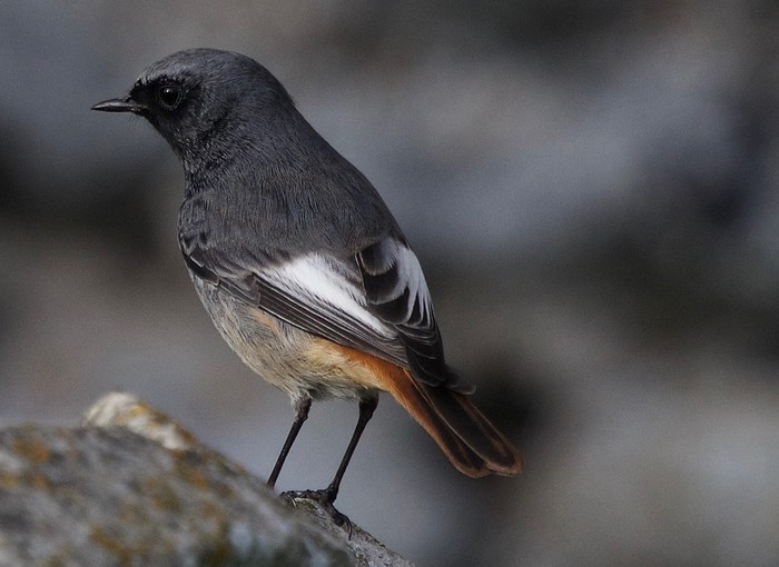 Black Redstart