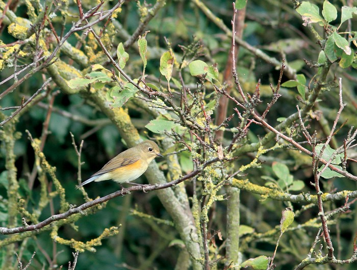 Red-flanked Bluetail