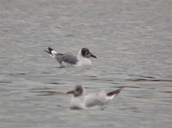 Franklin's Gull