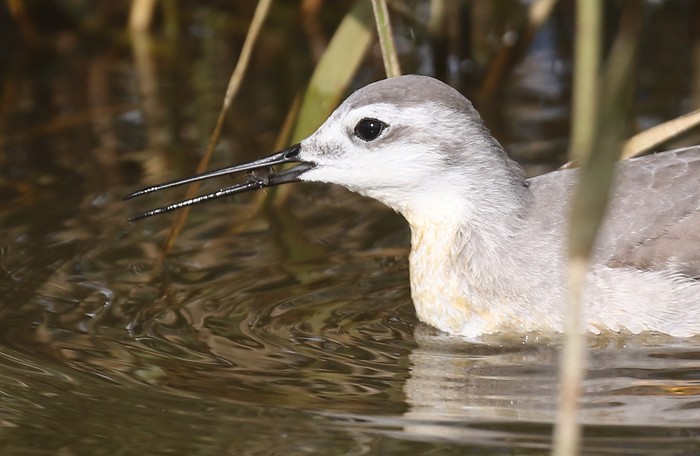 Wilson's Phalarope