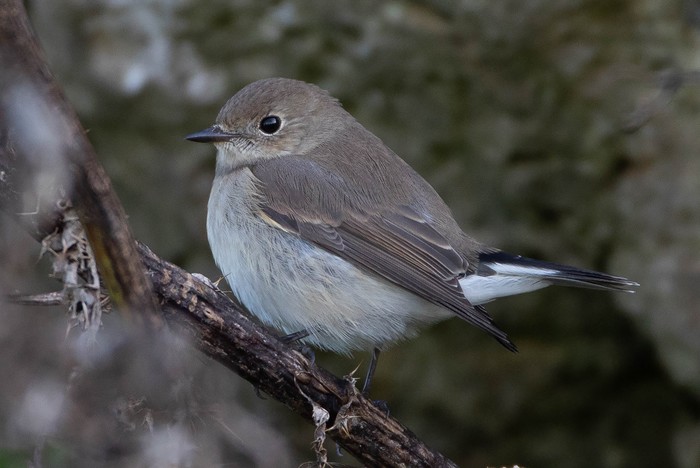 Taiga Flycatcher