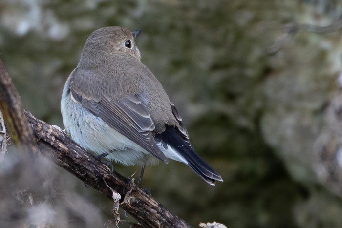 Taiga Flycatcher
