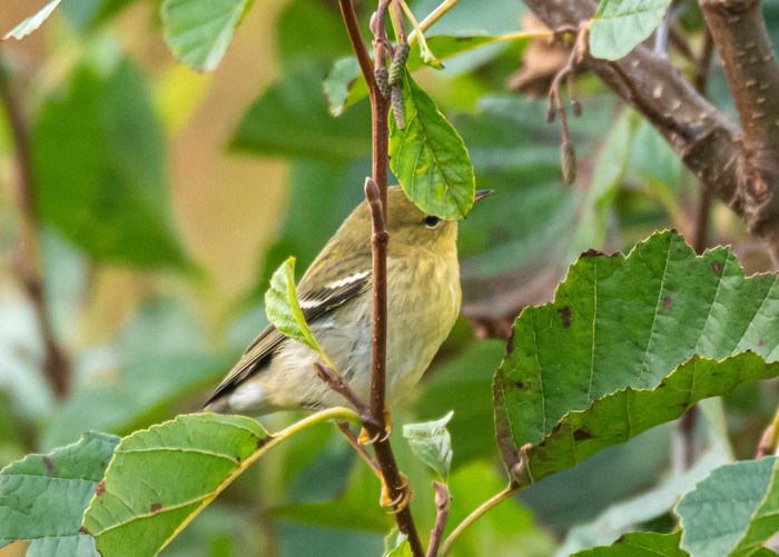Blackpoll Warbler
