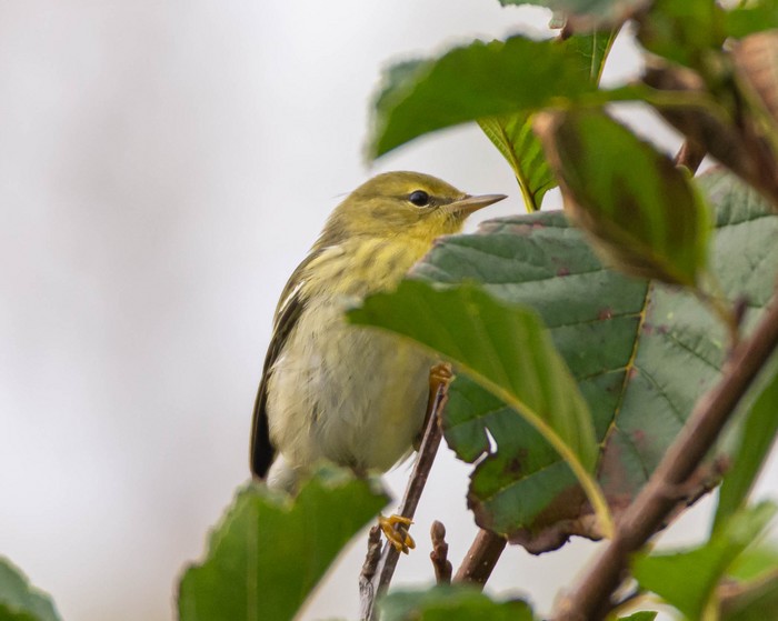 Blackpoll Warbler