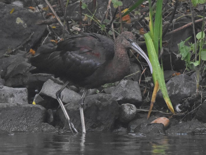 Glossy Ibis