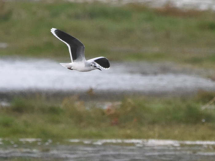 Little Gull