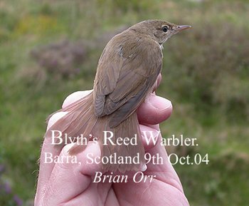 Blyth's Reed Warbler