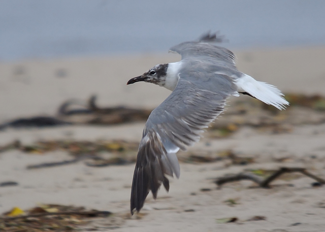 Laughing Gull