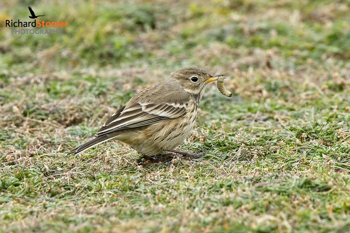 American Buff-bellied Pipit