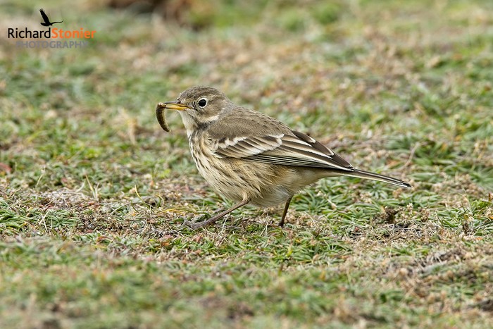 American Buff-bellied Pipit