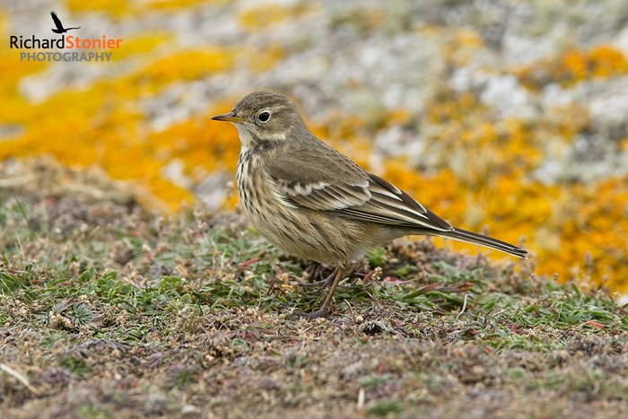 American Buff-bellied Pipit