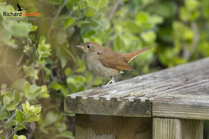 Nightingale
