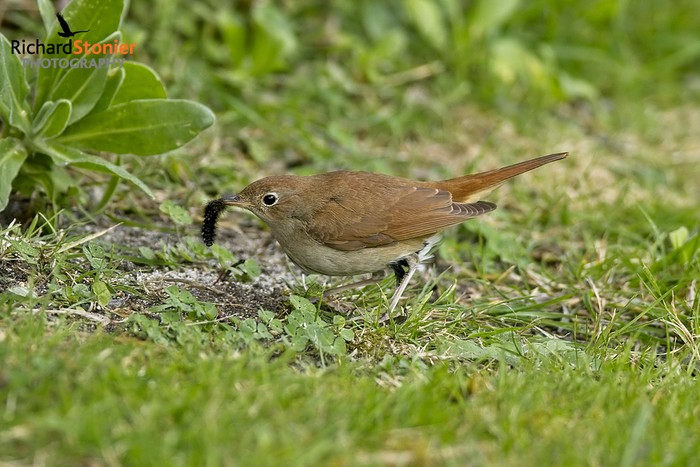 Nightingale
