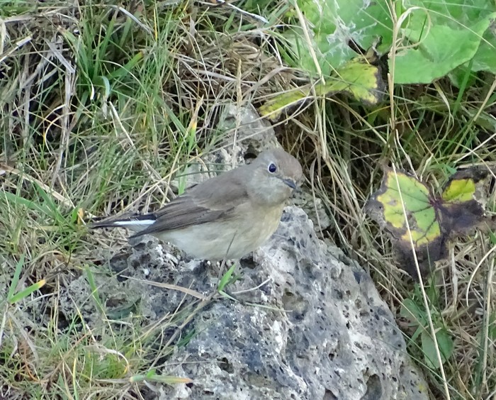 Taiga Flycatcher