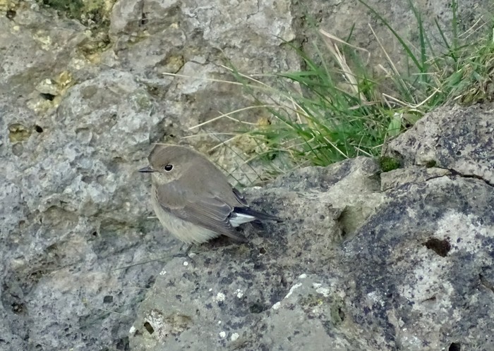Taiga Flycatcher
