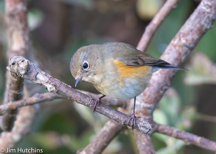 Red-flanked Bluetail