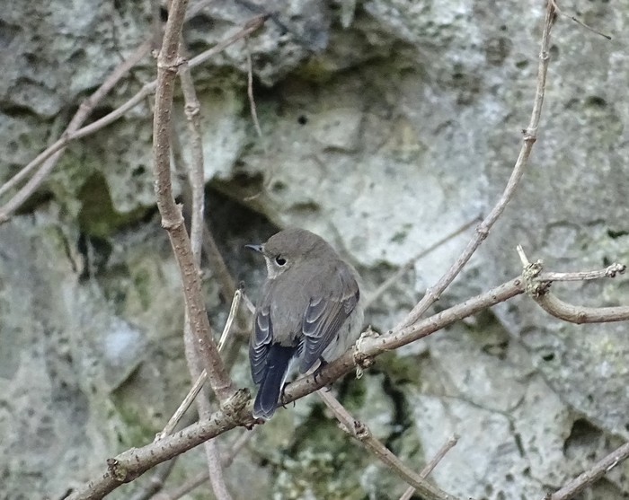 Taiga Flycatcher