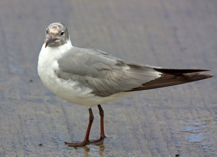 Laughing Gull