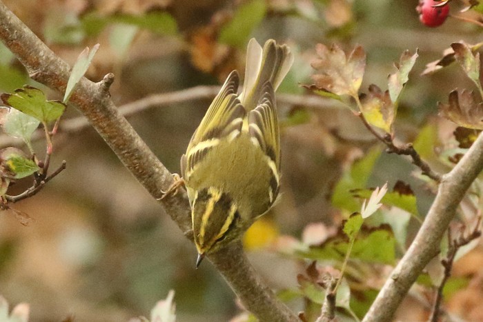 Pallas's Warbler