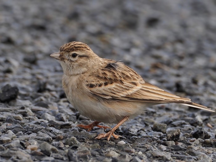 Short-toed Lark