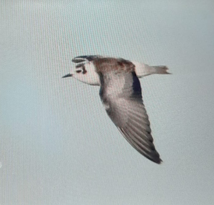 White-winged Black Tern
