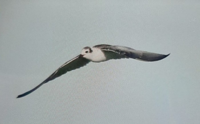 White-winged Black Tern