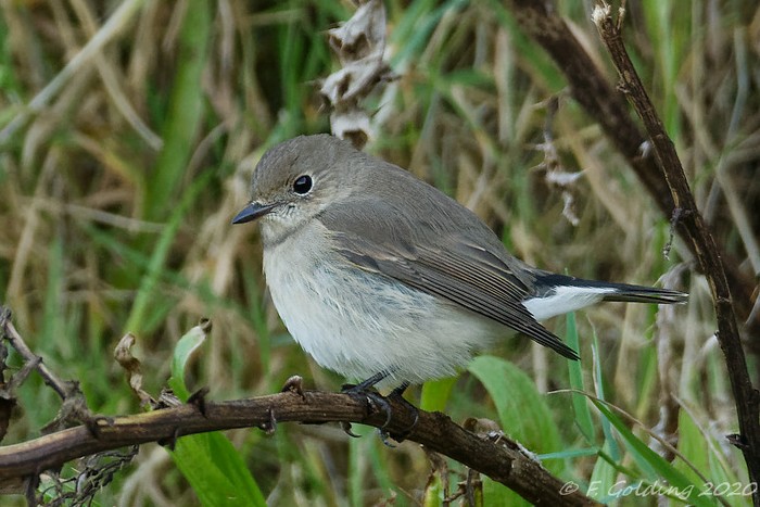 Taiga Flycatcher