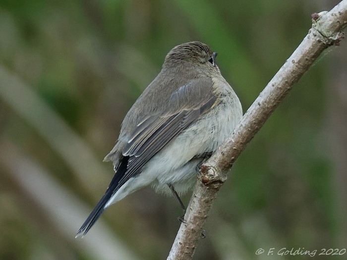 Taiga Flycatcher
