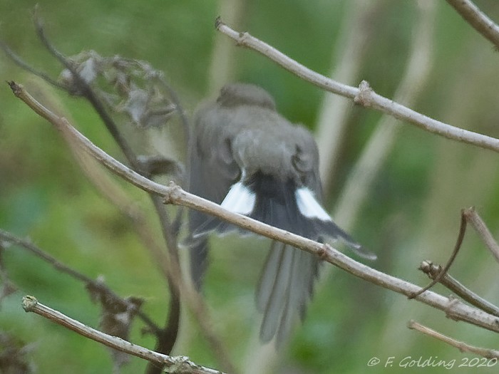 Taiga Flycatcher