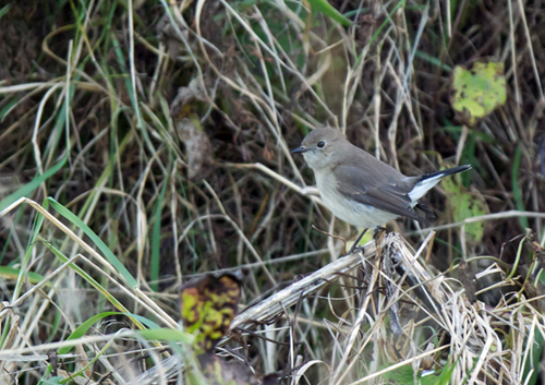 Taiga Flycatcher