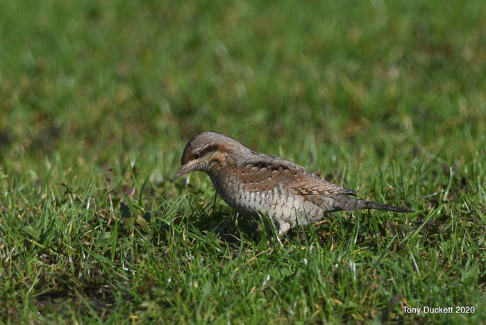 Wryneck