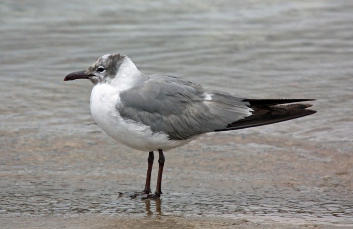 Laughing Gull
