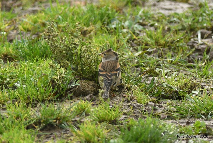 Brambling