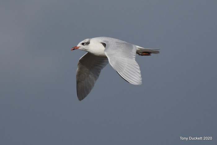 Mediterranean Gull