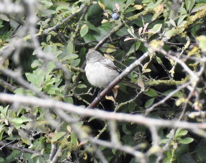Masked Shrike