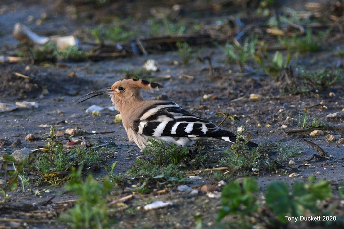 Hoopoe