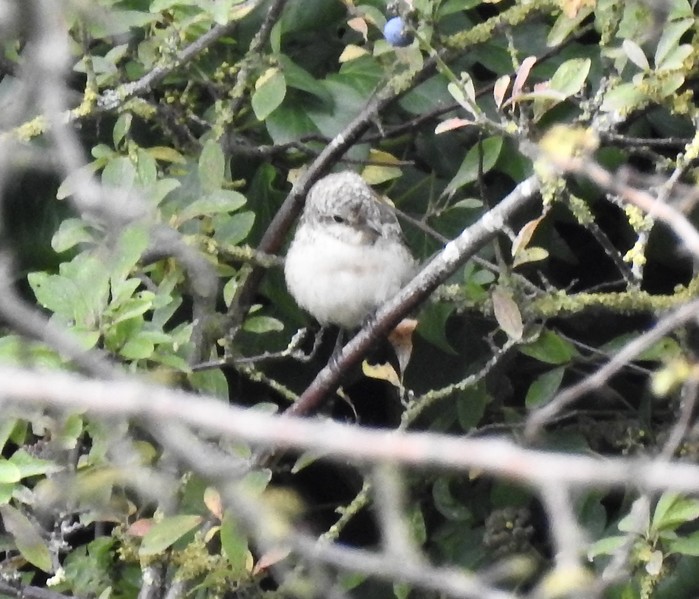 Masked Shrike